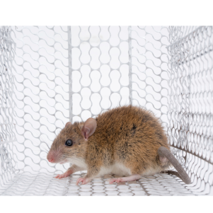 deratiseur à La Motte Servolex - pièges de capture des rat - Nuisibles Chambéry