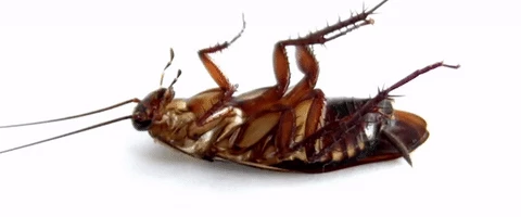 #traitement-des-cafards-Chambéry #entreprise-blattes-chambéry #société-blattes-chambéry #entreprise-blatte-chambéry #Chambéry-anti-blatte #exterminateur-cafard-chambéry #exterminateur-cafard-aix-les-bains
