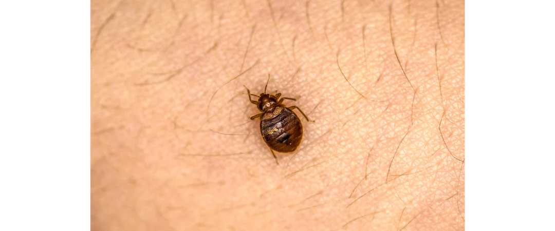 #Entreprise punaise de lit chambĂ©ry #lavage Ă chaud punaises de lit #punaises de lit dans les plinthes #punaises de lit dans les vĂȘtements Ă chambery #traitement piqĂ»res punaises de lit chambery