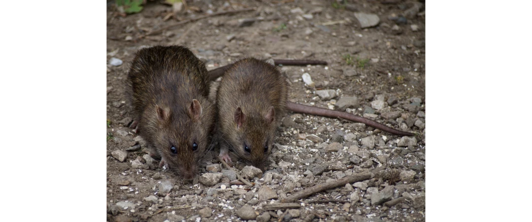 #entreprise de dératisation efficace #société dératisation effeicace #dératiseur aix les bains #dératiseur chambéry #dératiseur Challes les eaux