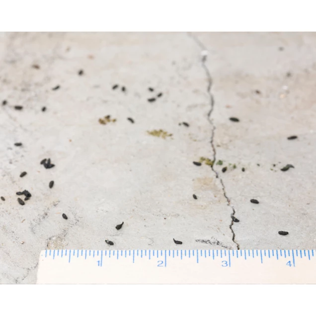 #déjection de rat #crotte de rat #dératiseur à Aix Les Bains #astuces dératisation