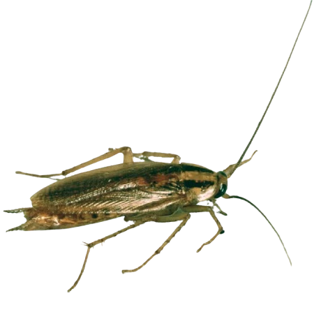 #extermination blattes Aix les Bains #extermination blatte Chambéry # exterminateur Blattes Aix les Bains