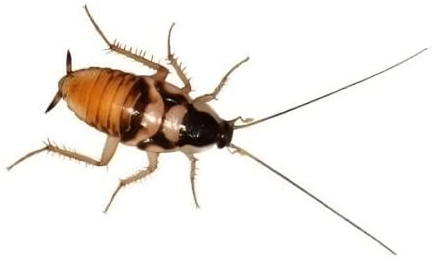 #Désinsectisation blattes Aix les Bains #Désinsectisation blatte Chambéry #Blattes Aix les Bains