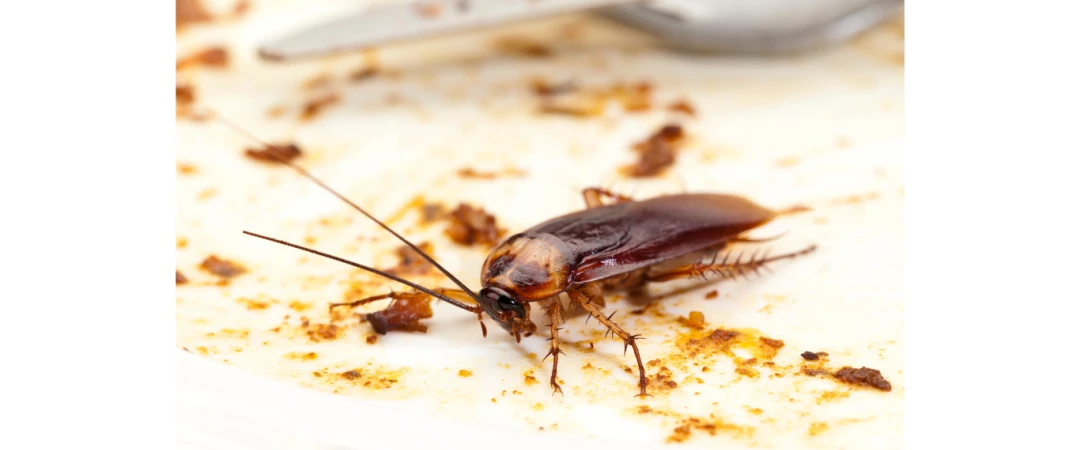 #anti-blatte chambéry #anti-blatte Aix Les Bains #anti-blatte Bassens #anti-blatte Vimines #anti-blatte Cognin #anti-blatte Saint Thibault De Couz #anti-blatte Chambéry Le Haut