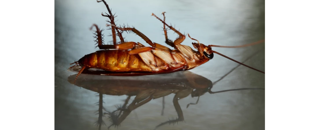 #méthode anti cafard #désinfection des cafards #désinfecteur de cafards #désinfection blattes Aix Les Bains