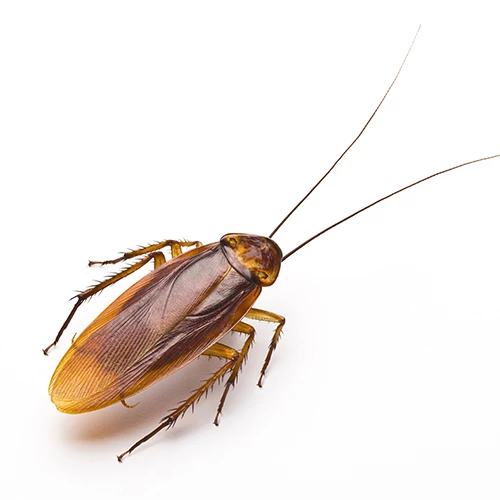 #exterminateur blatte Aix Les Bains #société professionnelle anti blatte #enteprise professionnelle anti blatte