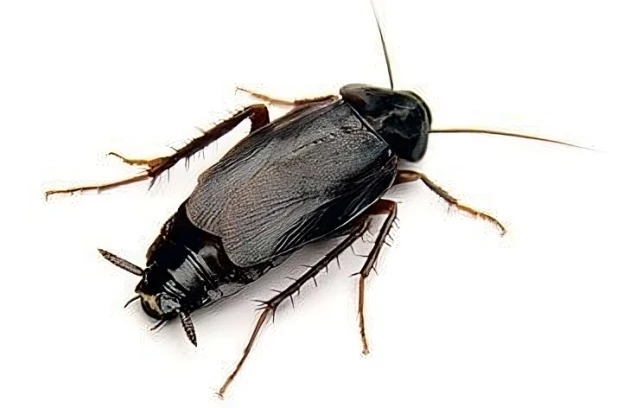 #Elimination blattes Aix les Bains #elimination blatte Chambéry #desinsectiseur Blattes Aix les Bains