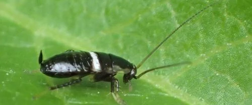 #anti-blatte chambéry #anti-blatte Aix Les Bains #anti-blatte Bassens #anti-blatte Vimines #anti-blatte en Haute Savoie #anti-blatte Barberaz  #anti-blatte en Savoie