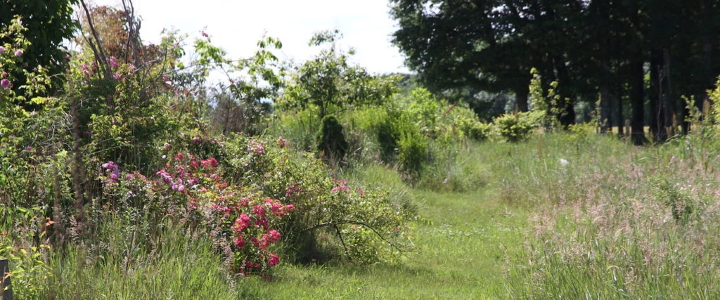 #blatte de jardin qui rentre dans la maison #cafard ou blatte de jardin #pourquoi les blattes de jardins rentrent dans la maison?