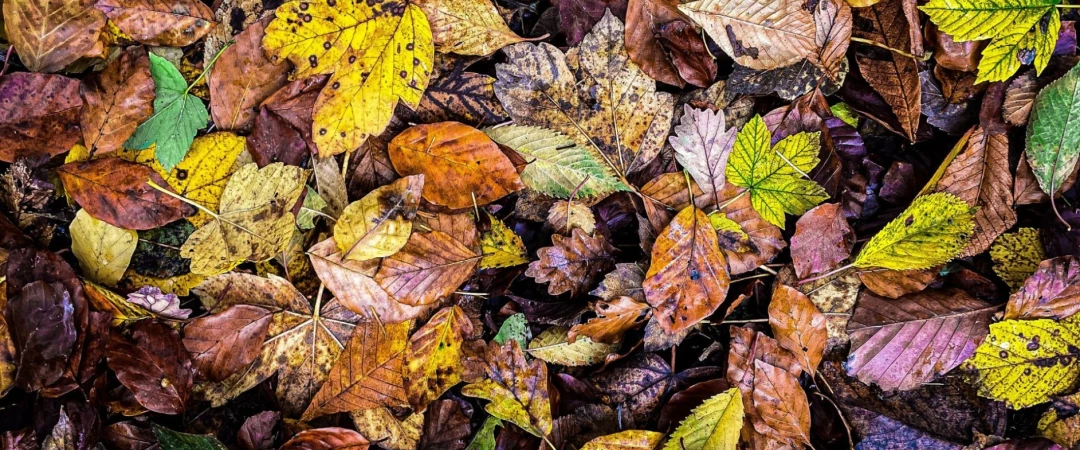 #prévention des cafards #prévention des blattes #éviter les cafards de jardin #blatte de jardin ou maison