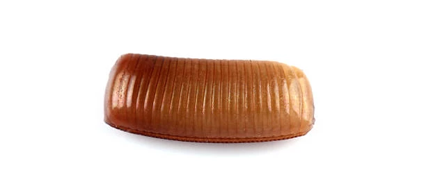 #pourquoi j'ai des blattes de jardin chez moi #blatte de jardin que faire #blatte de jardin du genre ectobius et son oothèque