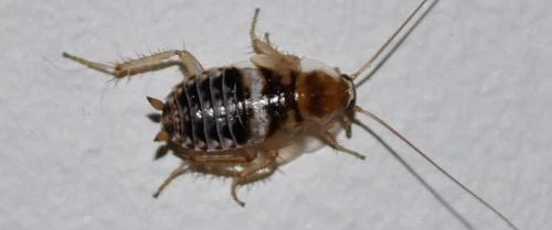 #blatte de jardin et cafard #blatte de jardin ou maison  #blatte de jardin danger #blatte de jardin comment les tuer