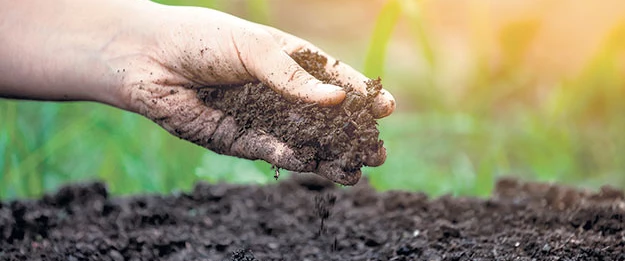 #blatte de jardin repulsif #blatte de jardin invasion #blatte de jardin vinaigre blanc