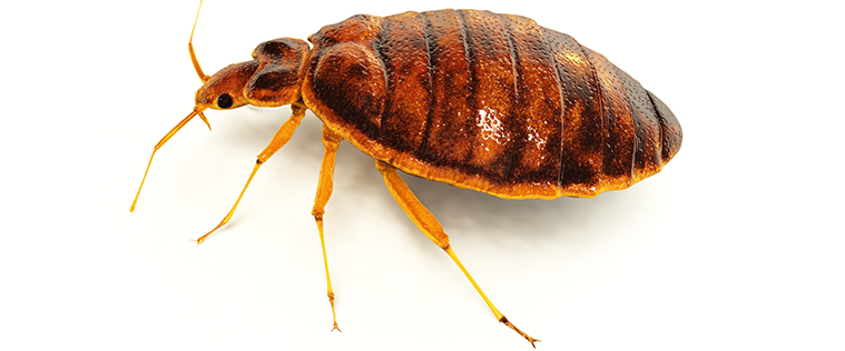 #entreprise punaises de lit Chambéry #entreprise punaises de lit Aix Les Bains #entreprise punaises de lit Savoie #entreprise anti punaises de lit Ain #infestation punaises de lit #désinsectisation puce de lit Yenne