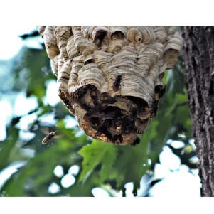 #Elimination nid de frelon Le Bourget Du Lac #Elimination nid de frelon 73370 #Exterminateur guêpes Saint Jeoire Prieuré #Exterminateur guêpes Challes Les Eaux #Exterminateur guêpes Le Biollay