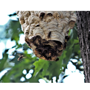 #Elimination nid de frelon Le Bourget Du Lac #Elimination nid de frelon 73370 #Exterminateur guêpes Saint Jeoire Prieuré #Exterminateur guêpes Challes Les Eaux #Exterminateur guêpes Le Biollay