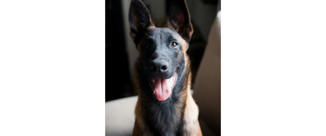#chien renifleur 73000 #chien renifleur Chambéry #chien renifleur Aix Les Bains