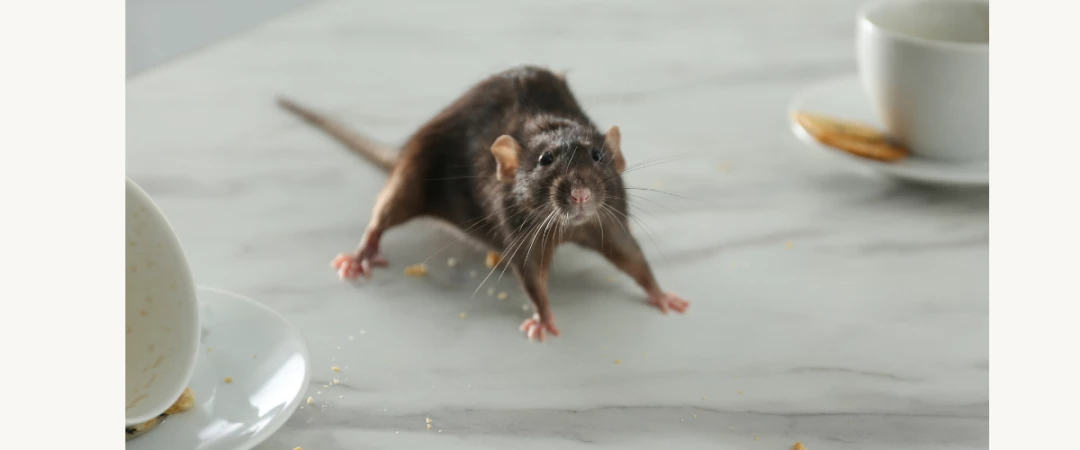 #anti nuisible guêpe chambery #anti frelon chambéry  #entreprise guepe chambery #entreprise frelon chambéry #anti frelon le bourget du lac #anti frelon Saint Jean de Chevelu