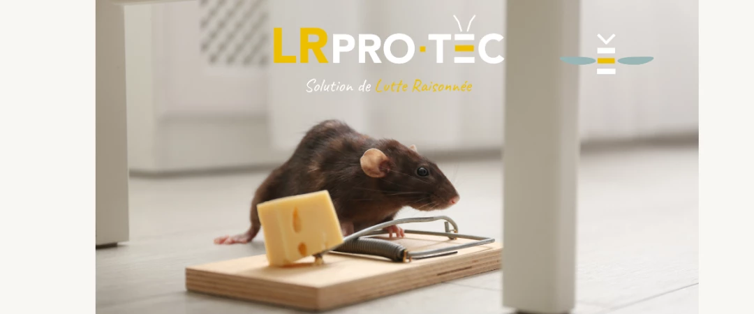 #Exterminateur de nuisible Aix Les Bains #Exterminateur de nuisible 73100 #Exterminateur de nuisible à côté de chez moi