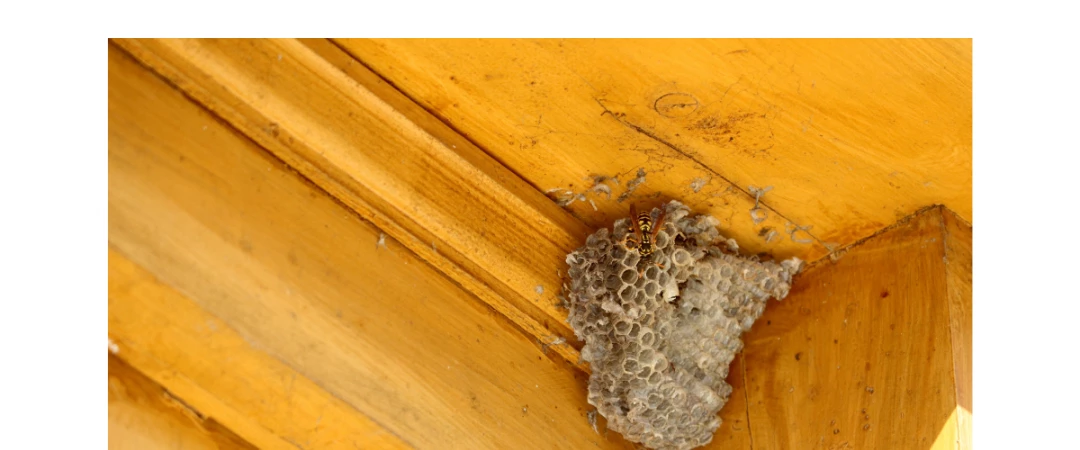 #désinsectiseur à côté de chez moi #désinsectisation guepe chambéry #désinsectisation guepe aix les bains #désinsectisation guêpes challes les eaux #désinsectisation guepe barby