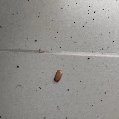 #poche de bébés blattes #éliminer les cafards 