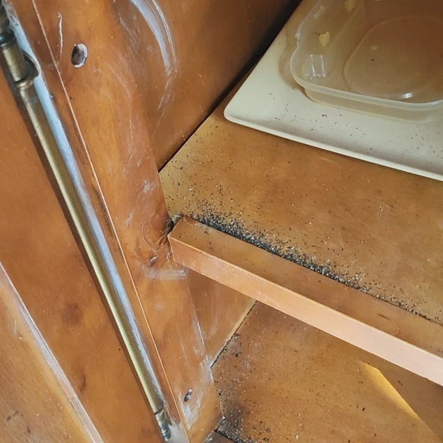 #éliminer les cafards à aix les bains #savoie cafards #aix les bains cafards