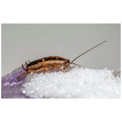 #blattes germaniques dans une cuisine #urgence cafard chambéry #urgence cafard aix les bains