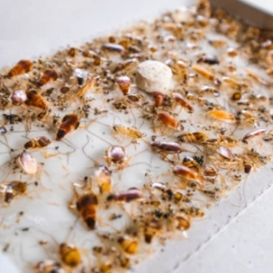 #pièges à cafards #pièges à blattes #collants pour les blattes