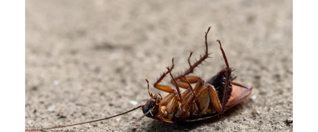 #expert des nuisibles chambéry #expert des nuisibles Aix Les Bains #expert des nuisibles Challes Les Eaux #expert des nuisibles Le Bourget Du Lac