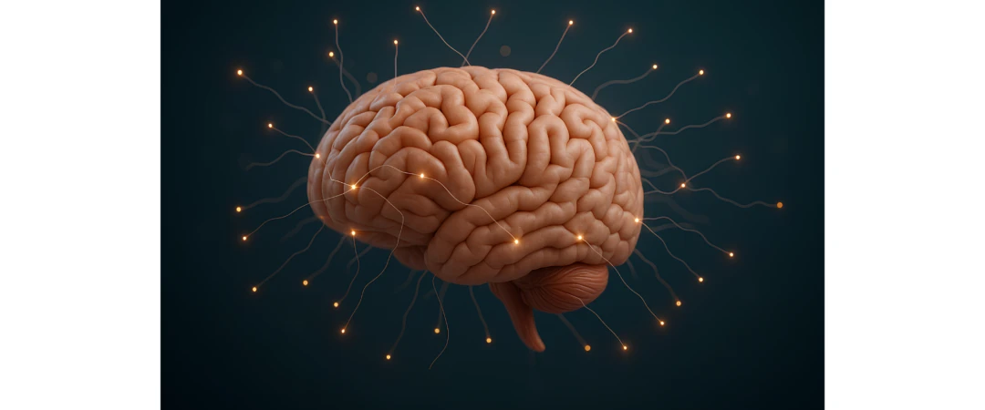 #comportement rat #intelligence rat #rat #mémoire rat #environnement rat chambéry #aix les bains #comportement rat aix les bains #dératiseur à chambéry #dératisation chambéry #dératiseur aix les bains