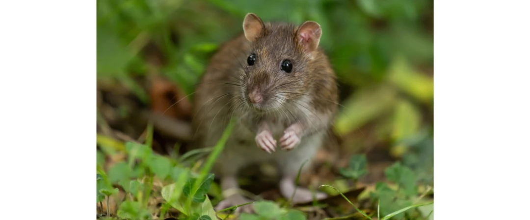 #hiérarchie rat #social rat #société dératisation Challes Les Eaux #société désinsectisation Barby #société désinsectisation Les Marches #société désinsectisation chambéry #société désinsectisation Voglans