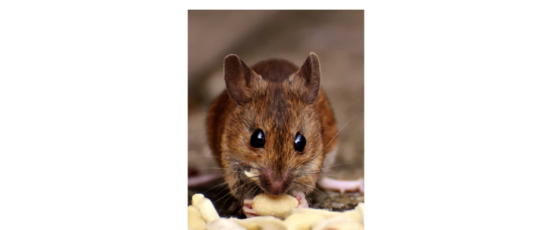 #nourriture rat chambery #alimentation rats chambéry #survie rat chambéry #régime alimentaire rat #anti nuisible chambéry