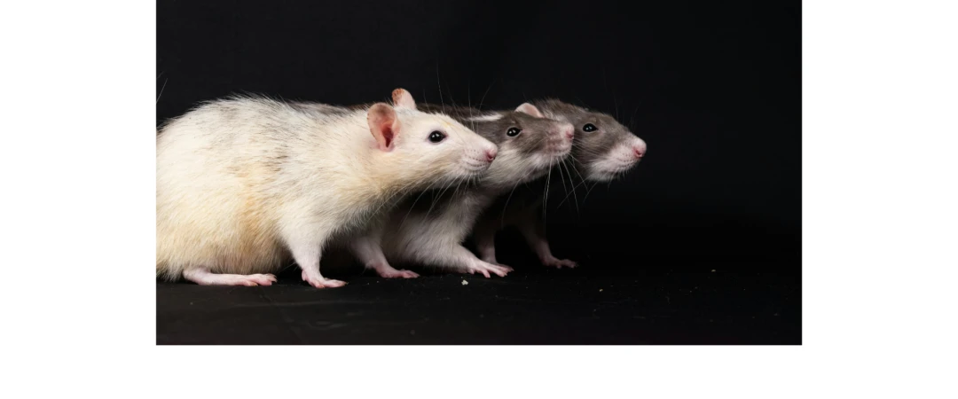 #Sommeil rat #animal rat #santé rat #récupération rat #nuit rat #nourriture rat #environnement rat #extermination rat chambéry