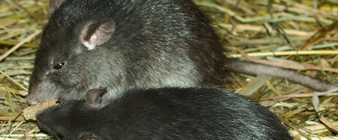 #comportement rat #caractéristiques rat #rat noir #surmulot #environnement rat chambéry #comportement surmulot #caactéristiques surmulot aix les bains #dératiseur à chambéry #dératisation chambéry #dératiseur aix les bains