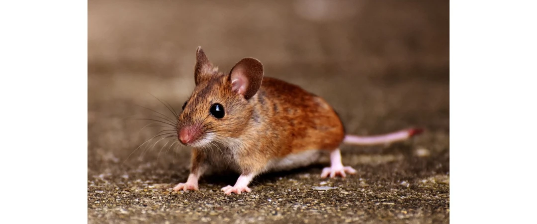 #comportement souris #intelligence souris #souris #mémoire souris #dératiseur souris chambéry #dératiseur souris aix les bains #dératisation souris aix les bains #dératiseur de souris à chambéry #dératisation combles chambéry #dératiseur souris comble  aix les bains