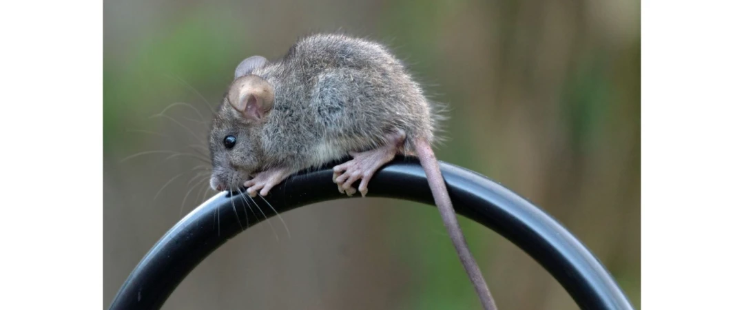 #dessourisation chambéry #dessourisation souris aix les bains #société dératisation de souris Challes Les Eaux #société souris Barby #société dsouris La Motte Servolex #entreprise souris chambéry #entreprise souris aix les bains