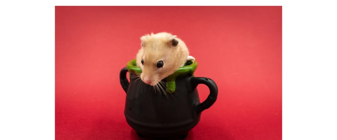 #dératiseur de souris chambery #professionnel souris chambéry #service anti souris chambéry #dégâts souris #anti nuisible chambéry #anti souris aix les bains #anti souris voglans #anti souris savoie