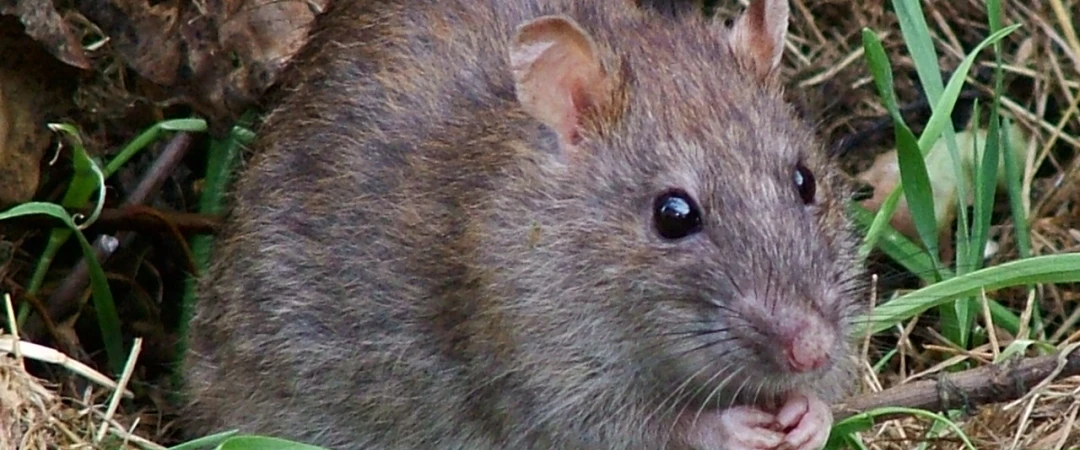 #comportement rat #caractéristiques rat #rat noir #surmulot #environnement rat chambéry #comportement surmulot #caactéristiques surmulot aix les bains #dératiseur à chambéry #dératisation chambéry #dératiseur aix les bains