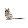 #comprotement du rat #dératiseur chambéry #exterminateur de rat chambéry #professionel des rat à chambéry