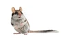 #comprotement du rat #dératiseur chambéry #exterminateur de rat chambéry #professionel des rat à chambéry