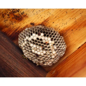 #prix destruction nid de frelons ChambĂ©ry #prix destruction nid de frelons Aix Les Bains #Traitement toiture nid de guĂȘpes Le Bourget Du Lac #Traitement toiture nid de guĂȘpes ChambĂ©ry ##Traitement toiture nid de guĂȘpes73000 ##Traitement toiture nid de guĂȘpes Challes Les Eaux ##Traitement toiture nid de guĂȘpes 73360 #Traitement toiture nid de guĂȘpes Le Bourget Du Lac #Ă©loigner les guĂȘpes