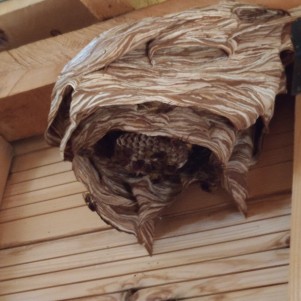 #Elimination nid de frelon à Chambéry #Elimination nid de frelon à Aix Les Bains #Exterminateur guêpes Saint Jeoire Prieuré #Exterminateur guêpes Challes Les Eaux #Exterminateur guêpesLe Biollay