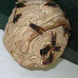 #Traitement nid de frelon asiatique Saint Jean de Chevelu #danger frelons asiatiques pour les humains #signes d'une infestation de frelons #que faire en cas de piqĂ»re de frelon asiatique #diffĂ©rence entre guĂȘpe et frelon asiatique