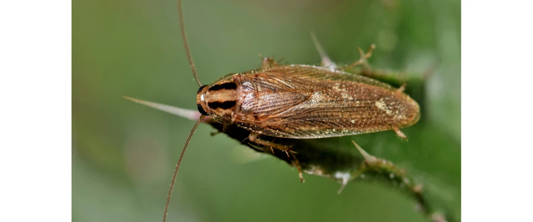 #blatte germanique dans un restaurant #infestation blatte #comportant blatte #où se cache la blatte germanique