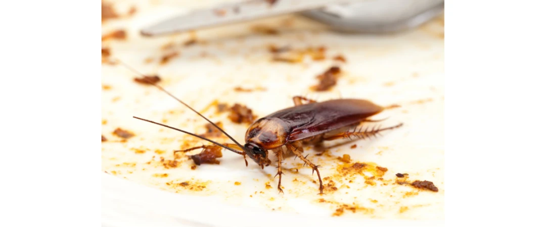 #problème cafard #saleté cafard #crotte de cafards #maladie cafards #maladie blatte #chambéry #aix les bains