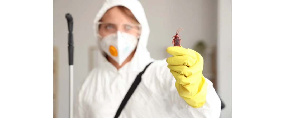 #traitement cafard chambéry #traitement blattes chambéry #traitement blatte aix les bains #traitement cafards aix les bains #anti cafard chambéry #anti cafard aix les bains #traitement de désinsectisation cafard chambéry #désinsectisation chambery #désinsectiseur chambery