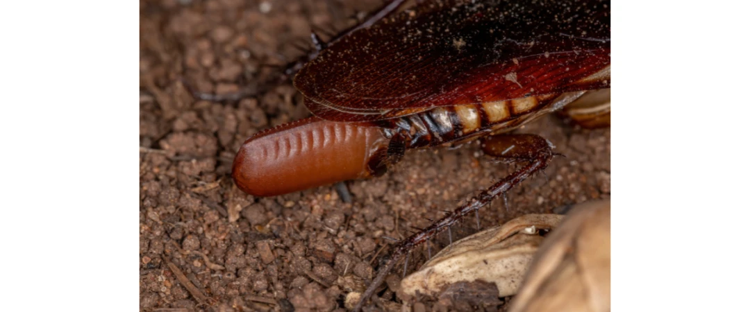 #oeuf de blatte germanique #nymphe blatte germanique #oothèque cafards #oothèque blatte