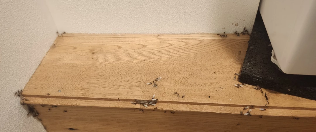 #invasion de fourmis chambery #invasion de fourmis Aix Les Bains #exterminateur fourmis chambery #exterminateur fourmis Aix Les Bains