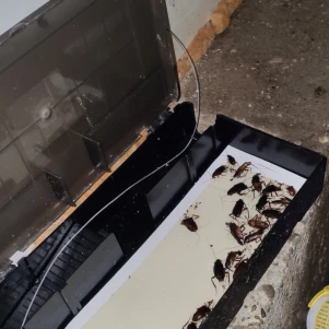 #professionnel des blattes à Barberaz #traitement anti-cafards chambery #traitement anti-blattes chambery #traitement des insectes chambery #anti blatte chambéry