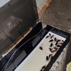 #professionnel des blattes à chambery #traitement anti-cafards chambery #traitement anti-blattes chambery #traitement des insectes chambery